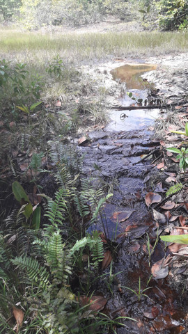 Terrenos para chácara antes de terra alta na PA 136 - Foto 2