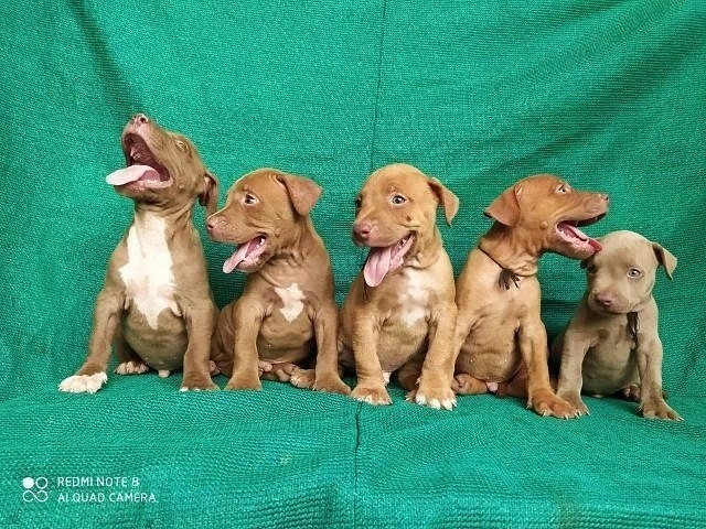 Pitbull lindos filhotes disponível a pronta entrega e encomenda fêmea e macho!!!!