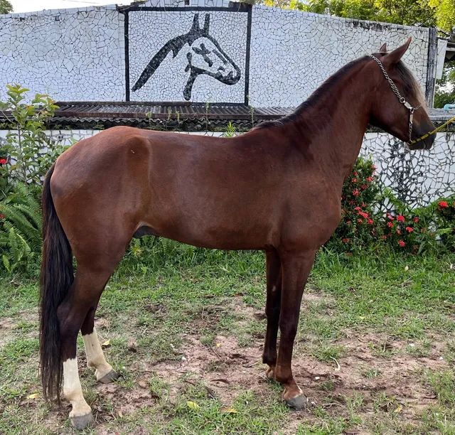 Cavalo alazão tostado de marcha picada - Cavalos e acessórios