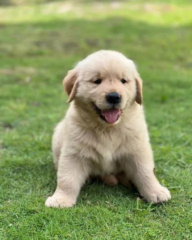 Filhotes de Golden Retriever - PB - Foto 3