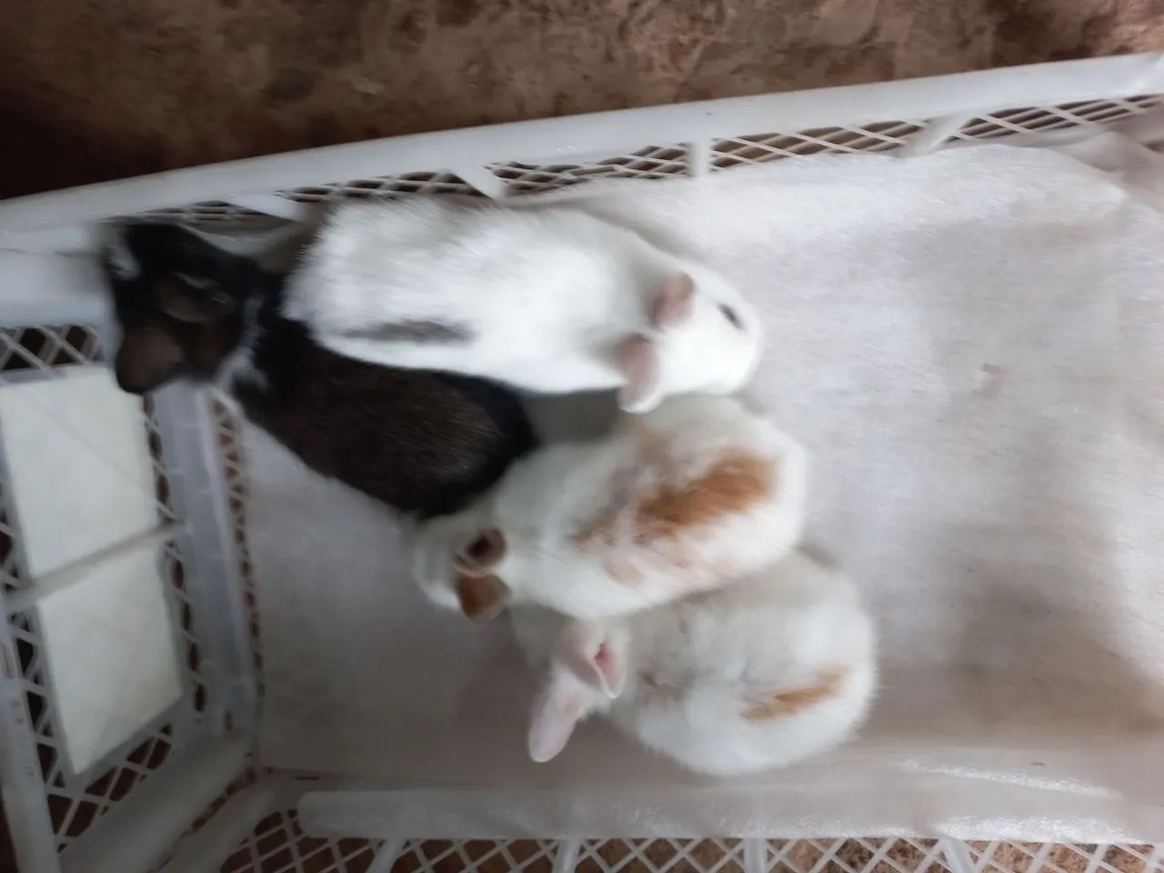 Minis lindos para presentear . - Foto 6