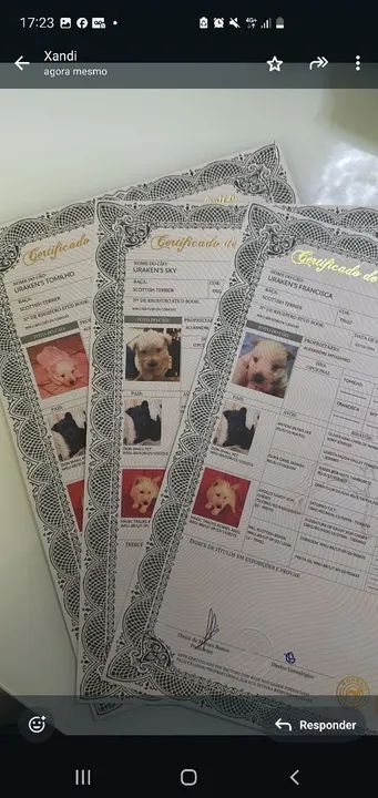 Filhote scottish terrier macho com pedigree, 48 dias. Faço em ate 18x no cartao - Foto 6