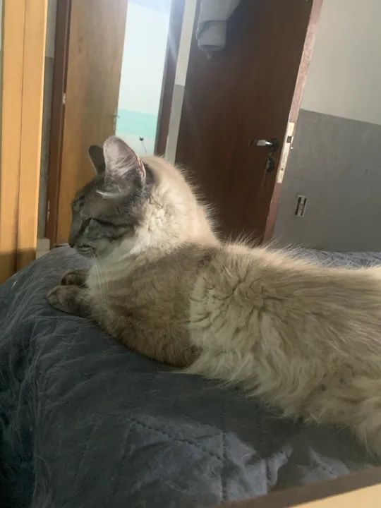 Gatinho fofo e carinhoso para adoção - Foto 3