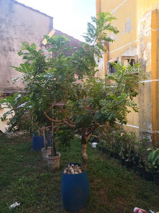 Vendo lindo pé de ciriguela  - Foto 2
