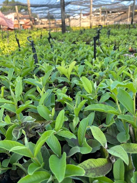 Mudas de goiaba paluma  - Foto 3