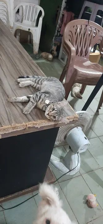 Gatinha cinza para adoção