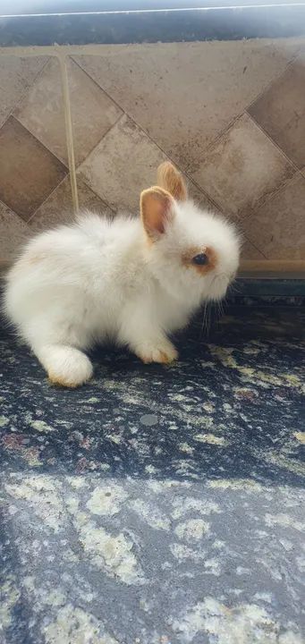 Filhote coelho Lionhead 