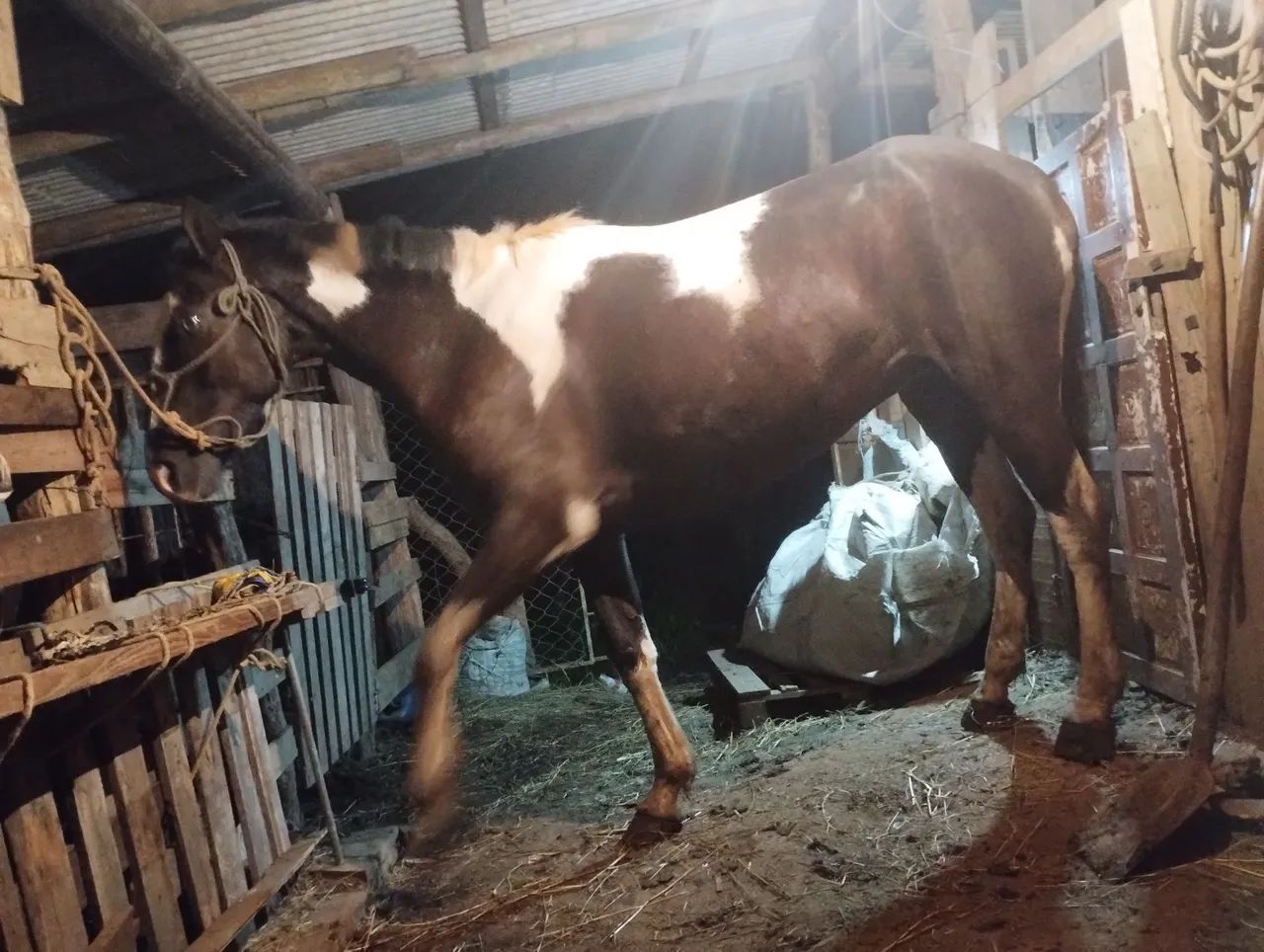 Égua Paint horse  - Foto 4