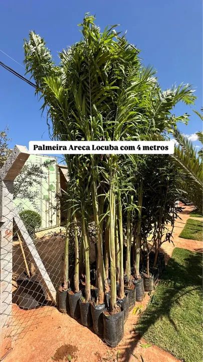 Palmeira Areca de Locuba com 4 metros 