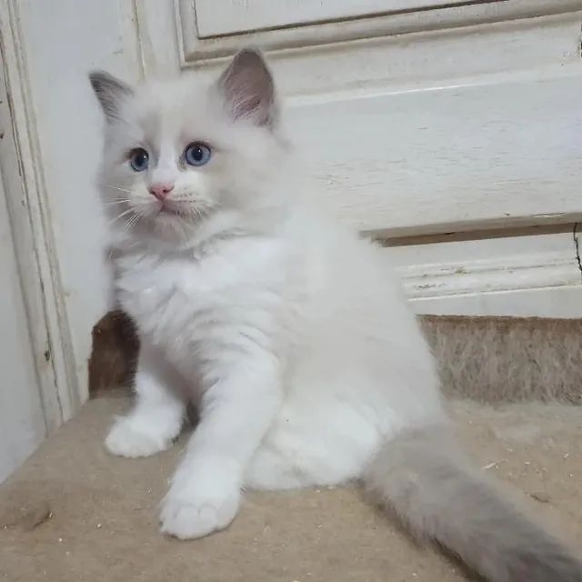 Ragdoll olx 2024