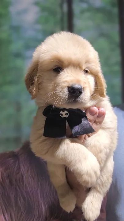 GOLDEN RETRIEVER  - Foto 5