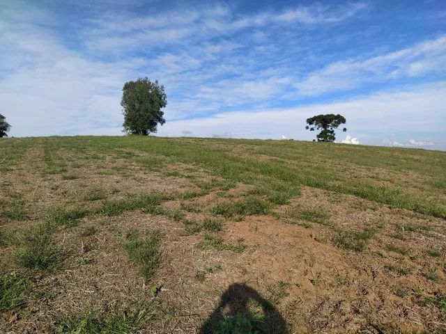 Ária de planta  - Foto 5