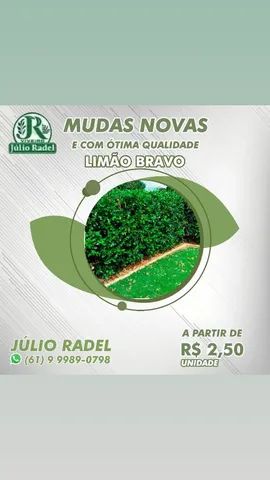 Mudas de Eucalipto, Mudas de Sansão do Campo,. - Foto 5