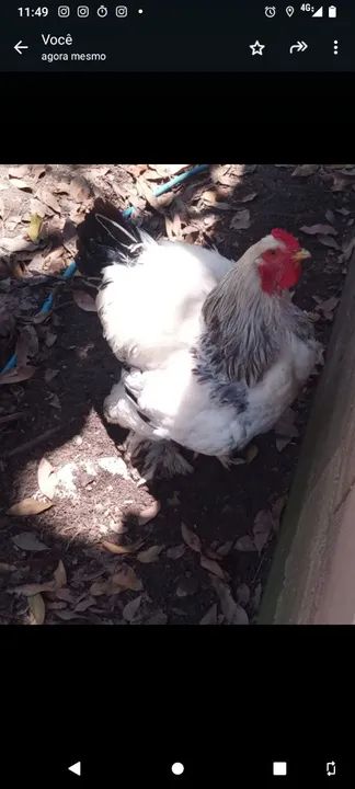 Galo Branco e Preto - Foto 6