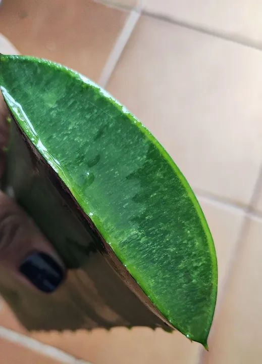 Aloe vera  - Folhas frescas de Babosa 500g  - Foto 2