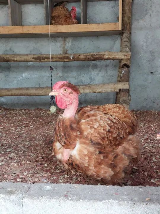 Ovos galados de galinhas caipira - Foto 3