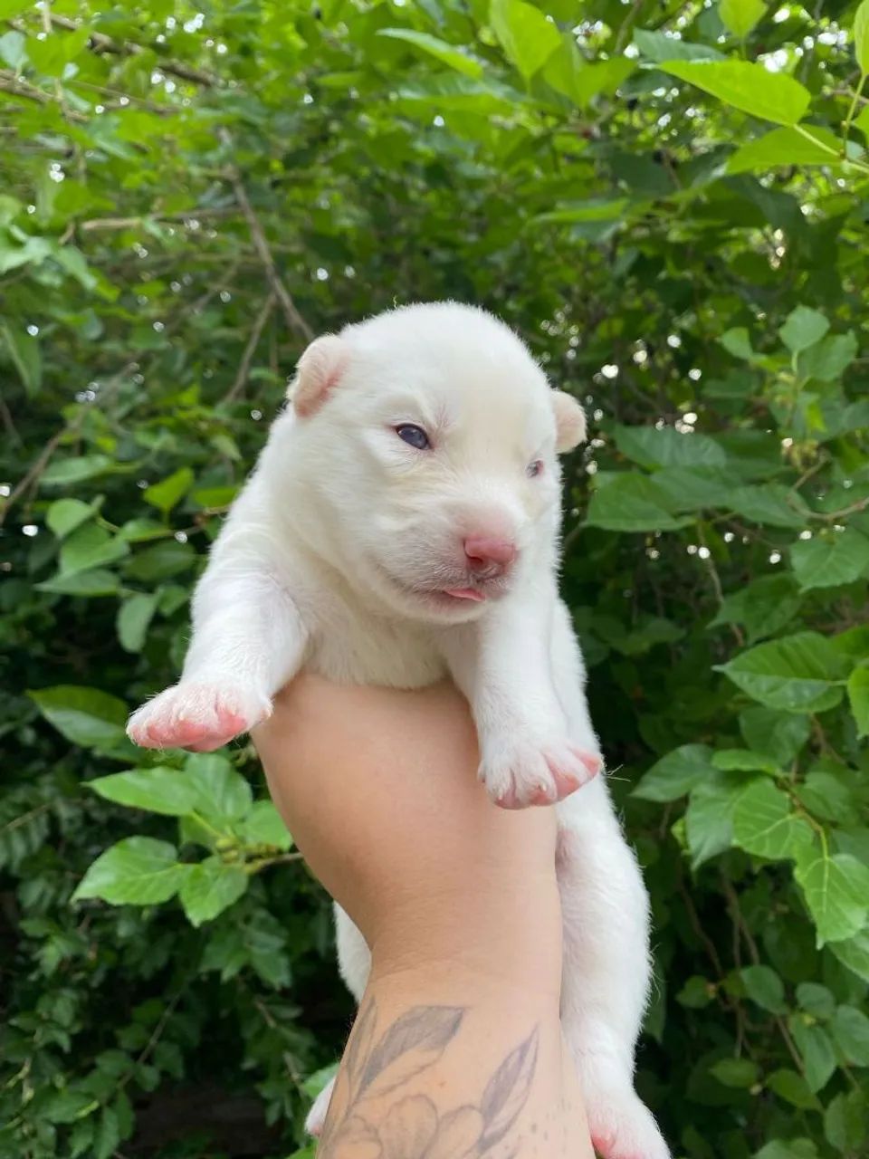 Husky siberiano filhotes Wooly  - Foto 4