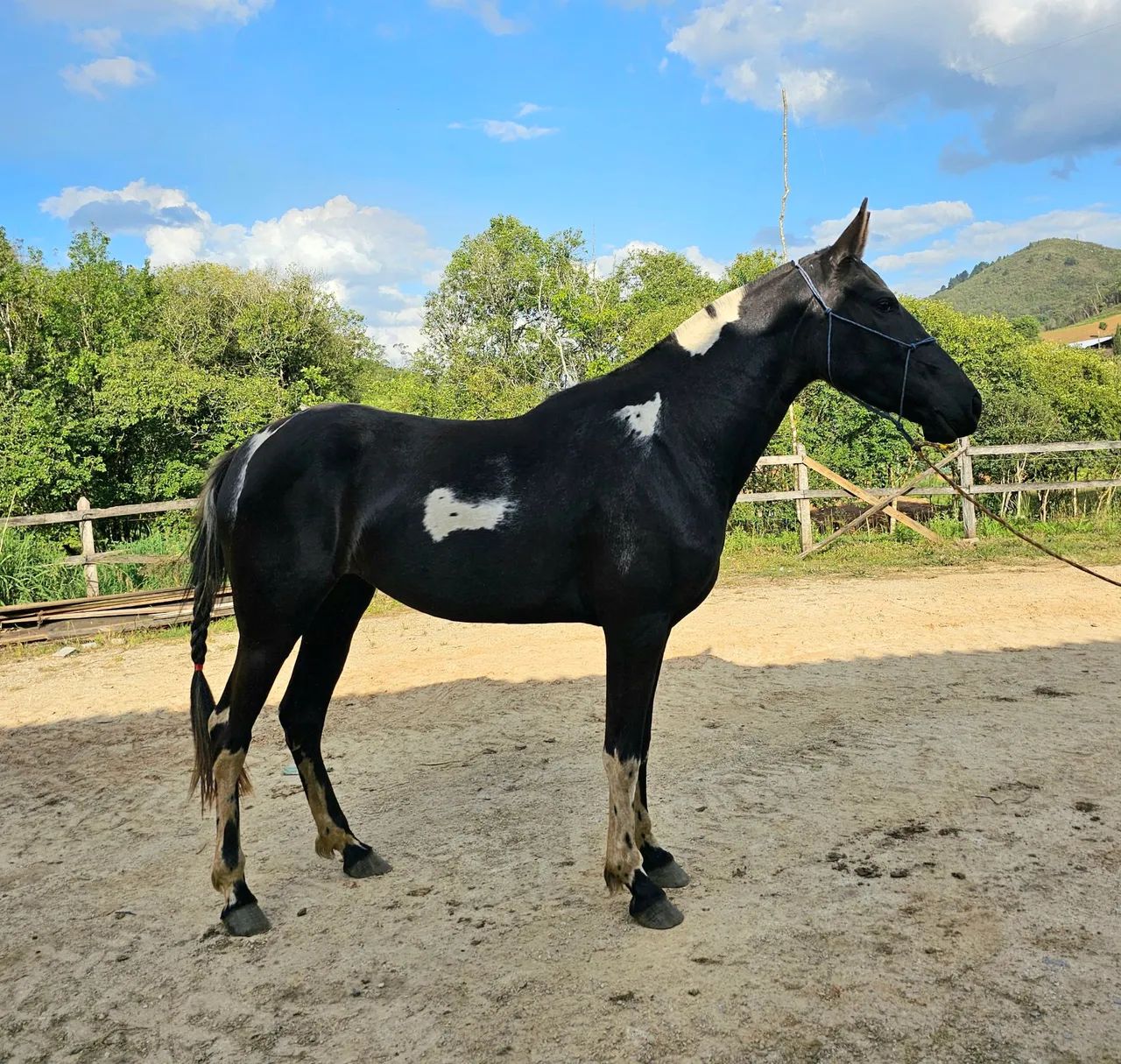 Égua  Mangalarga Marchador