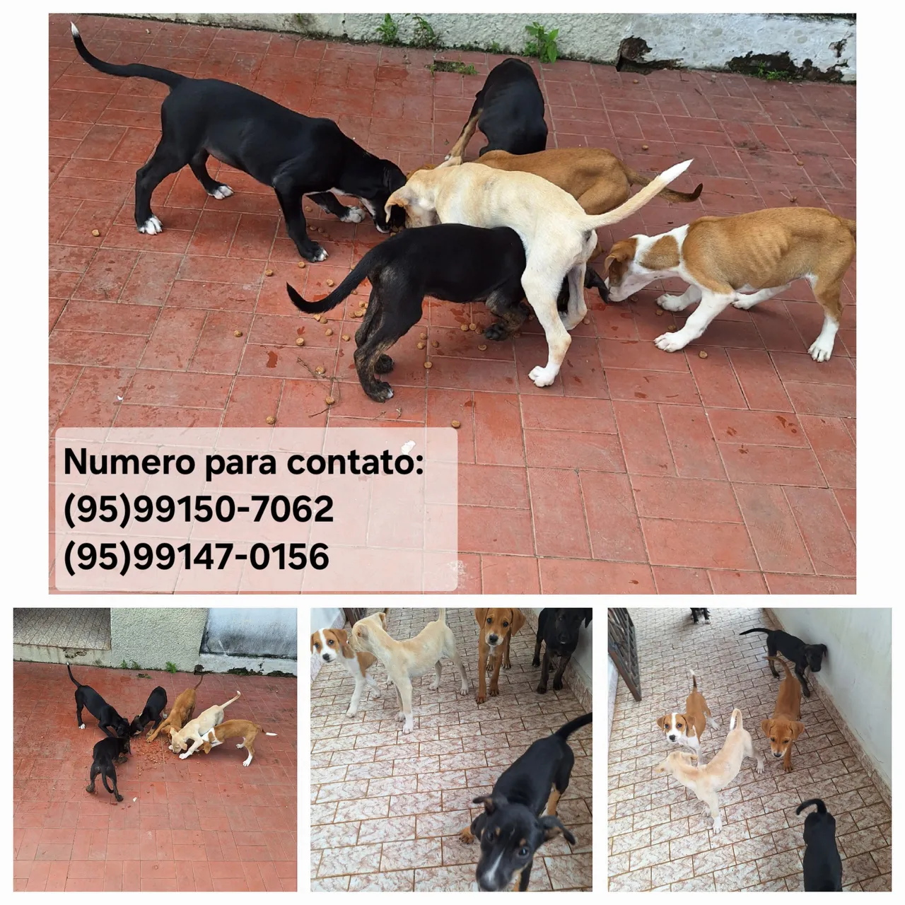 Filhotes para adoção!