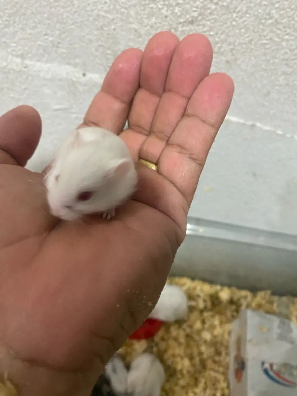 Ramister anao russo  - Foto 4