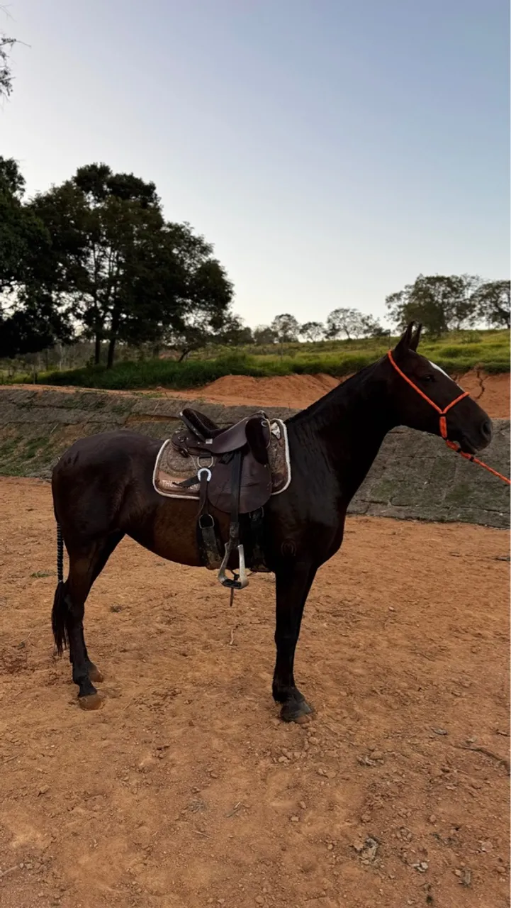 Égua Mangalarga Marchador 