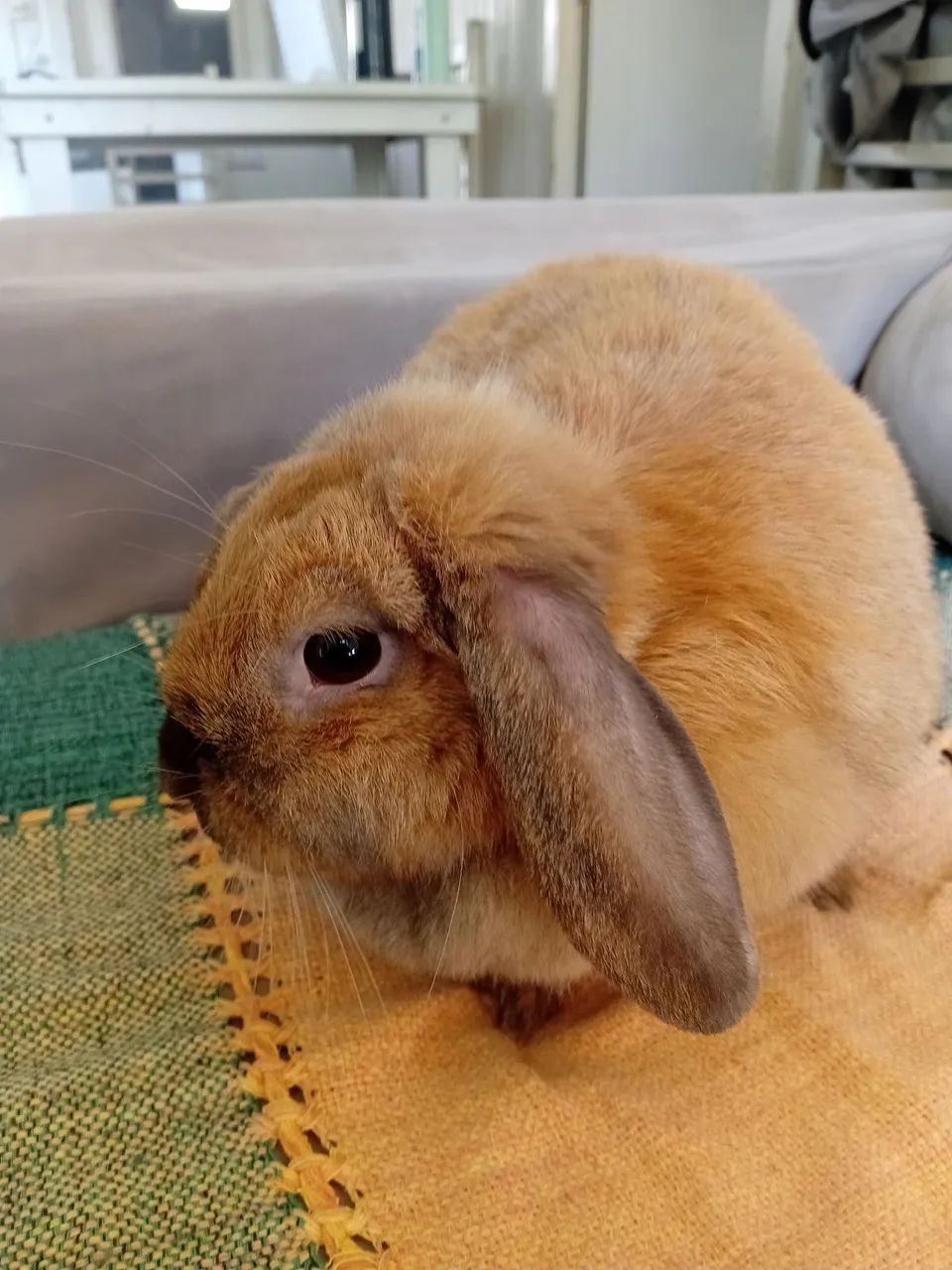 Mini lop fêmea  - Foto 4