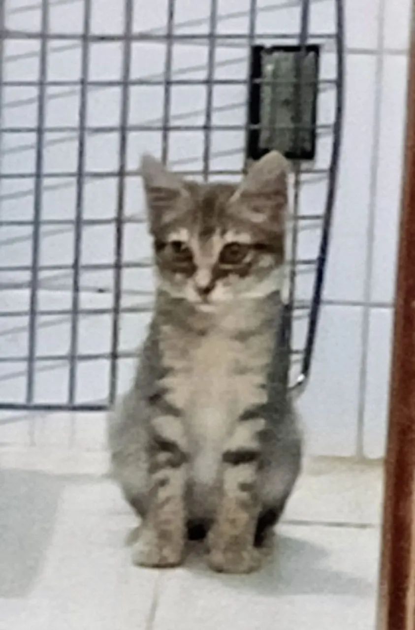 Gatinha para doação  - Foto 2