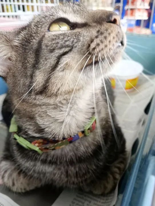 Gata CASTRADA, VACINADA e NEGATIVO para FIV e FELV para adoção responsável  - Foto 6