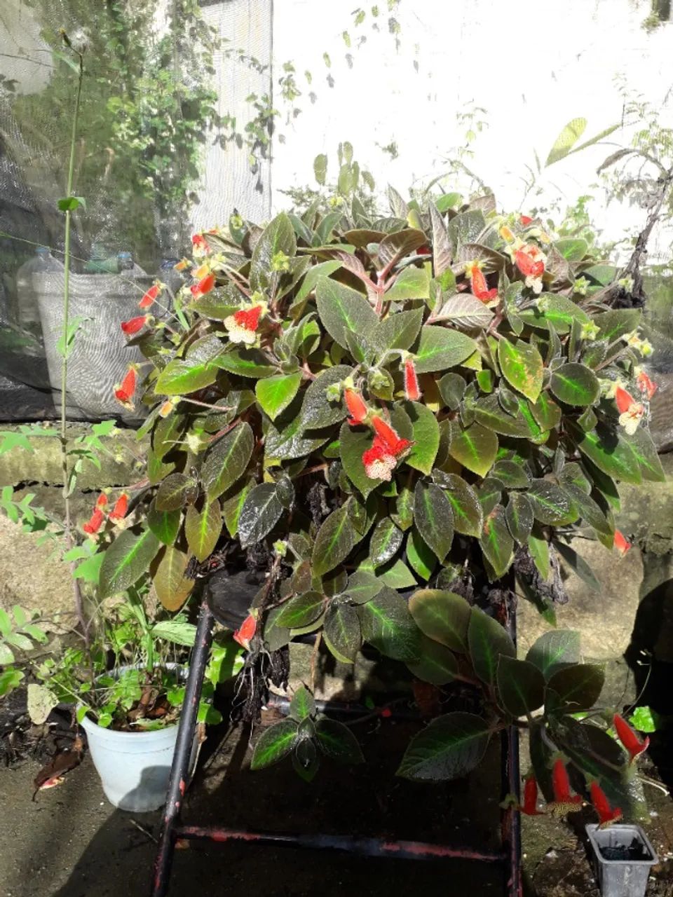 Muda (touceira) Kohleria amabilis - Porto Alegre RS - flor ornamental  - Foto 2