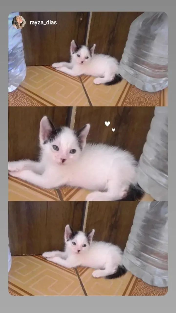 Gatinho para Adoção  - Foto 2