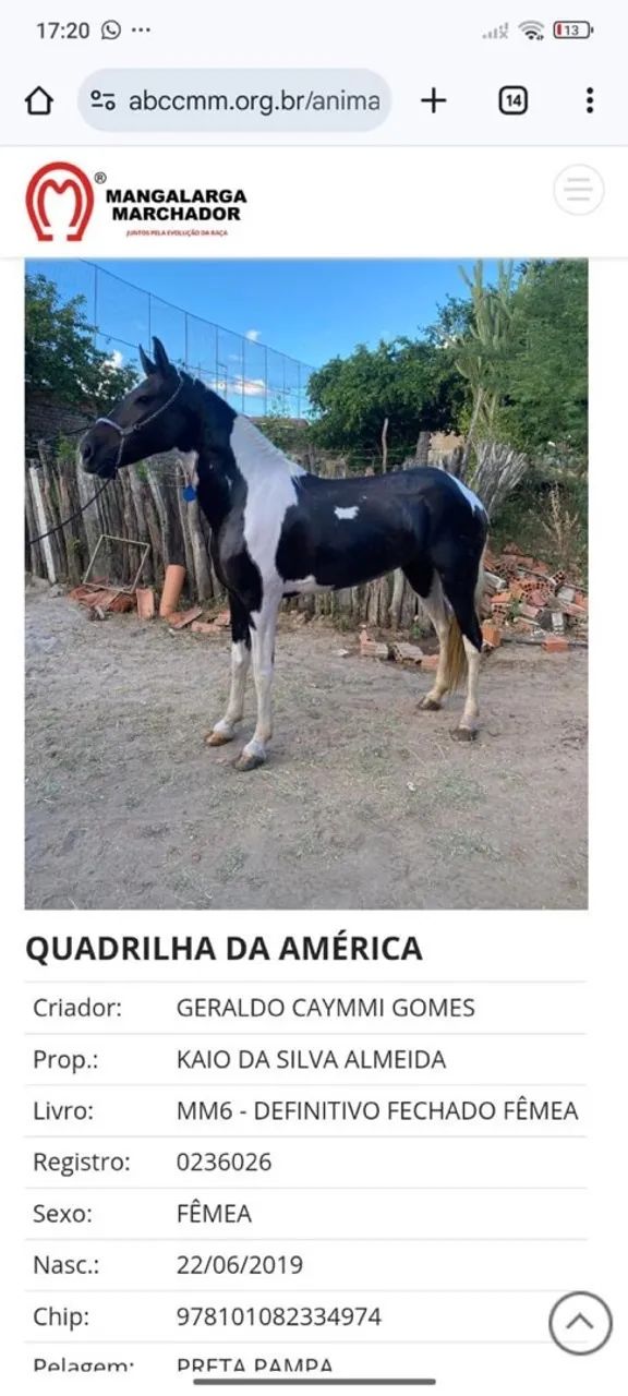 Cavalo Pampa de preto - Foto 4