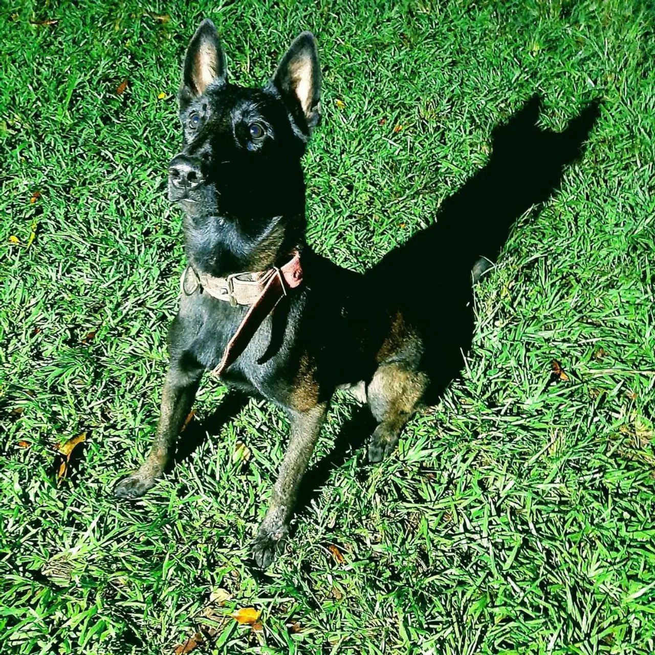 Cobertura de Pastor belga de malinóis - Foto 5