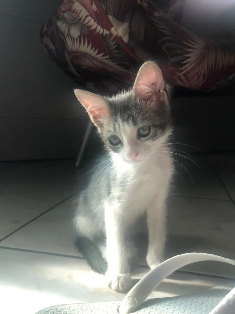 Gatinhas abandonadas mais unidas - Foto 3