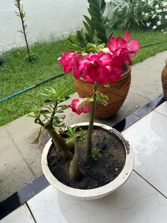 Rosas do deserto com vasos - Foto 2