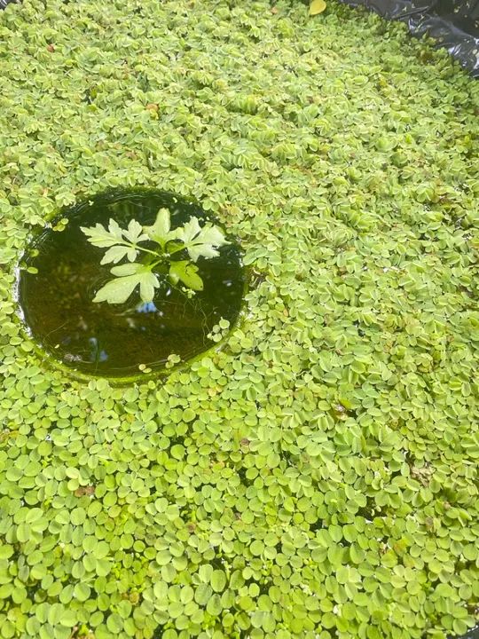 Plantinhas aquáticas - Foto 2