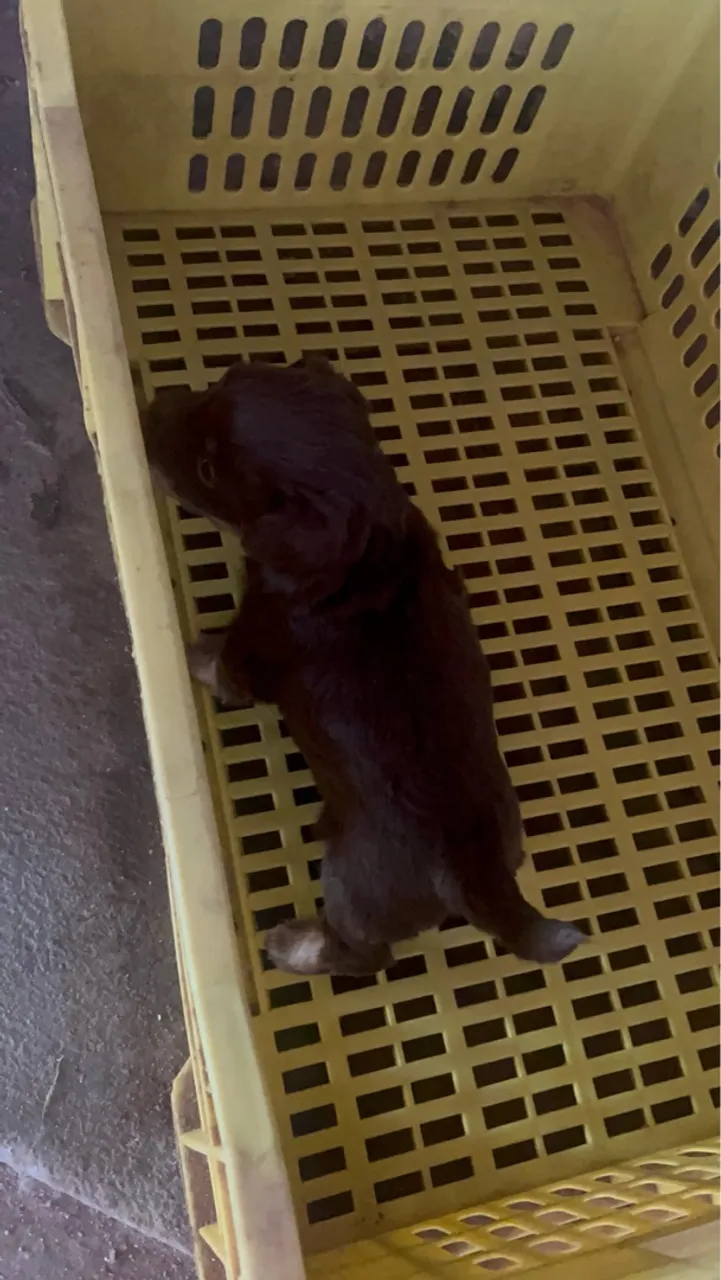 vendo filhote de pinscher porte pequeno *leia*