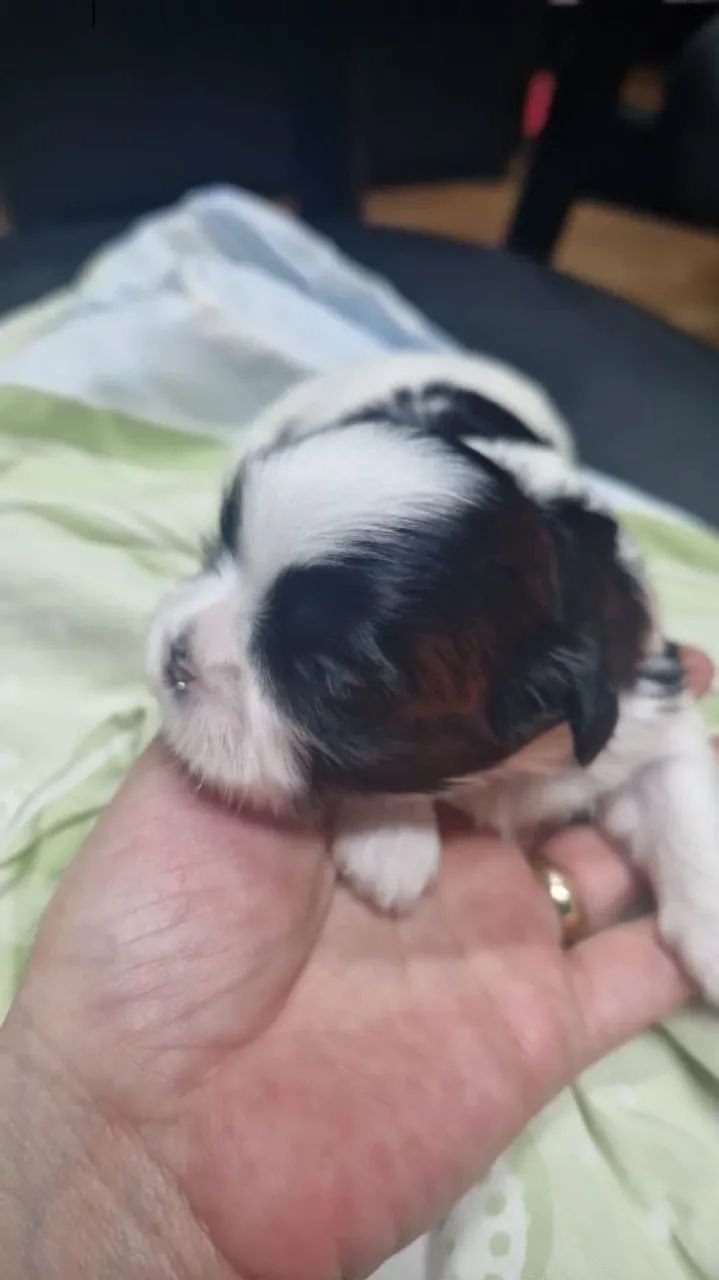 Filhotes Shih Tzu  - Foto 4