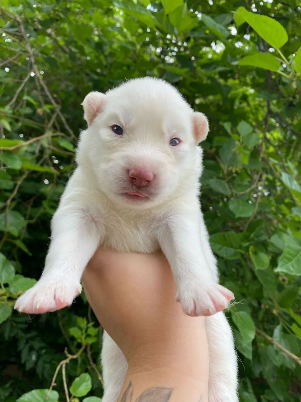 Husky siberiano filhotes Wooly  - Foto 3