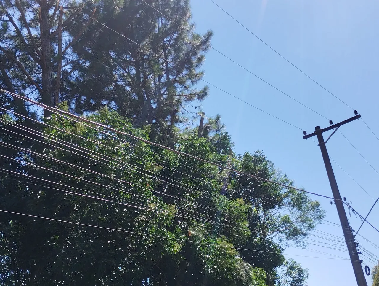 Poda corte árvores remoção limpeza