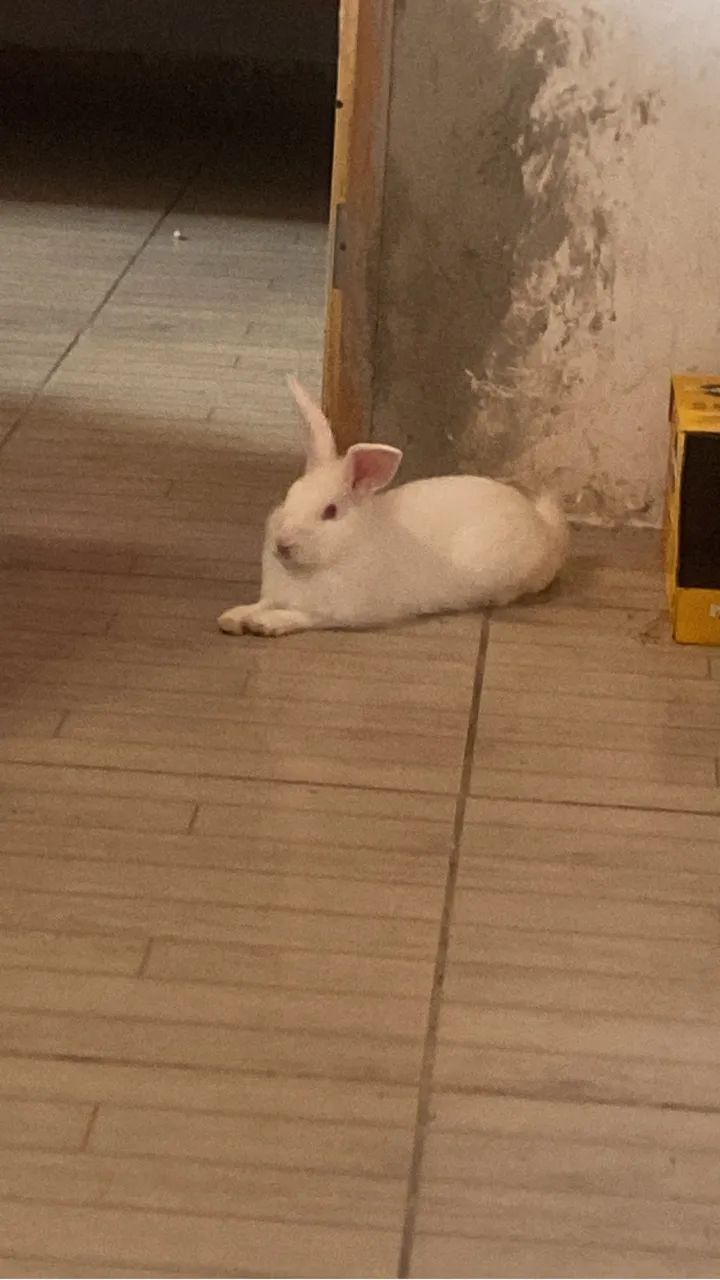 Vende-se coelhinho de raça - Foto 2