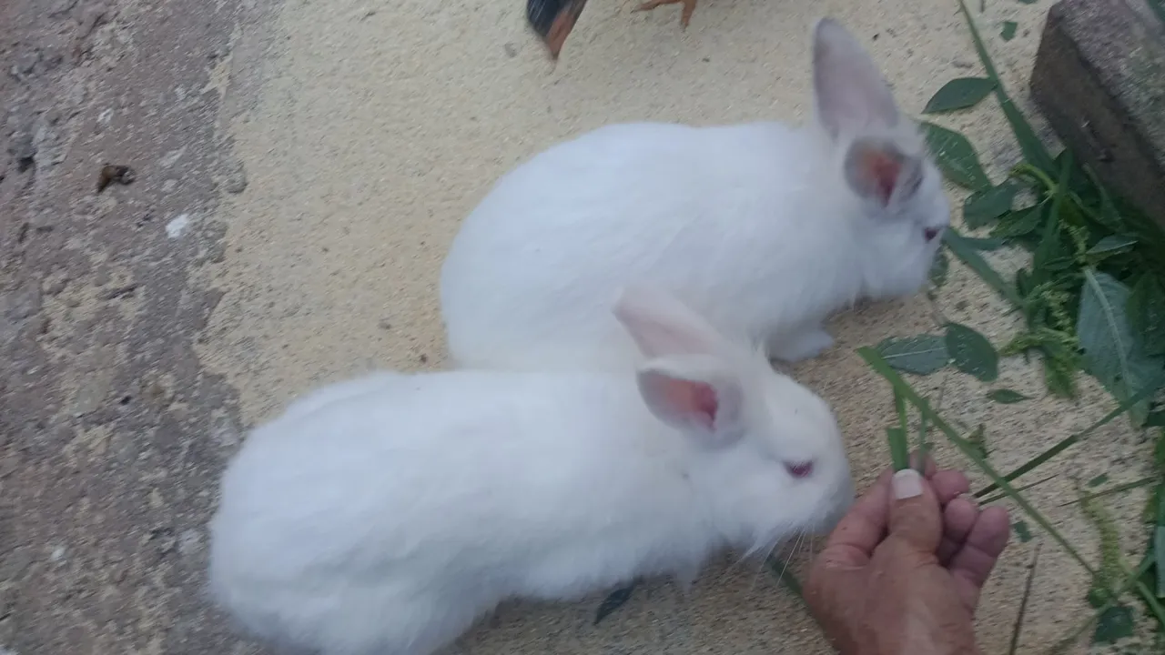 Dois coelhos brancos fofinhos