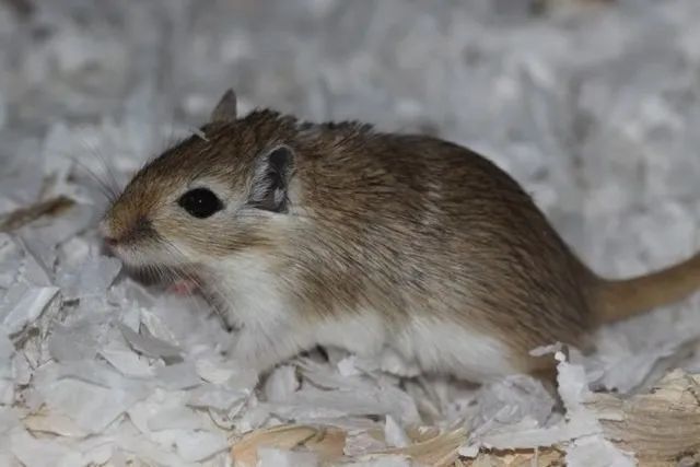 Gerbil (Esquilo da Mongólia) - Foto 5