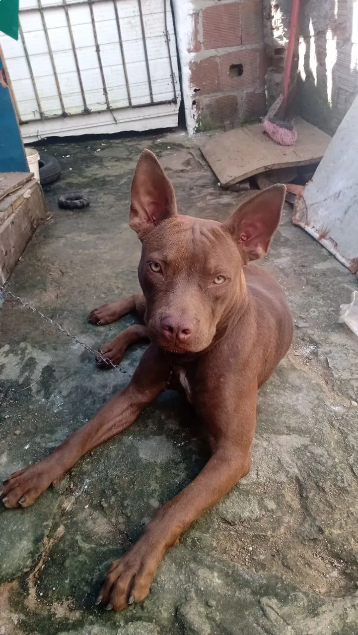 Pitbull Amigável
