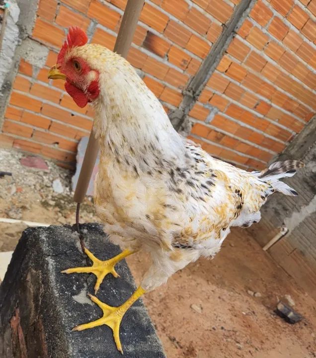 Galo / Frango Caipira - Foto 5