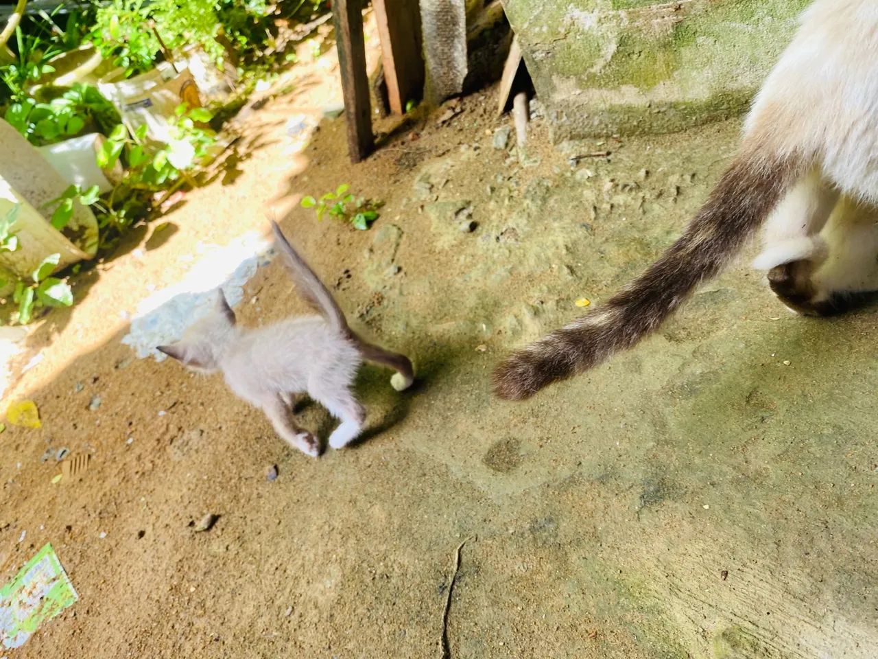 Gatos para doação  - Foto 5