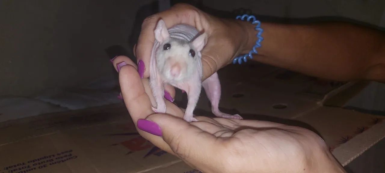 Twister sem pelo muito dócil  - Foto 2