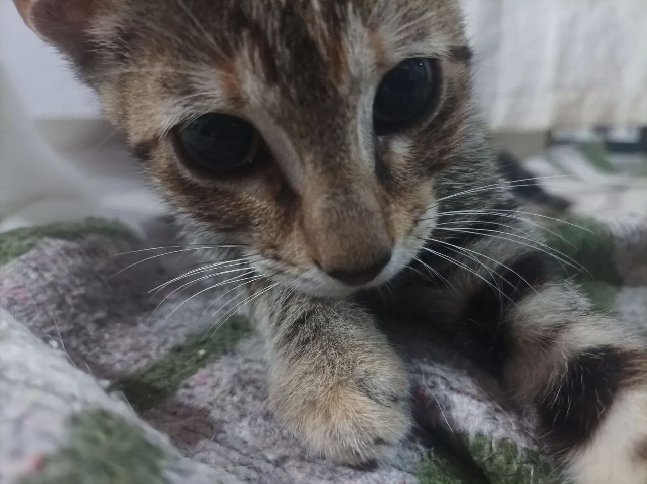 Adote uma gatinha !! - Foto 3