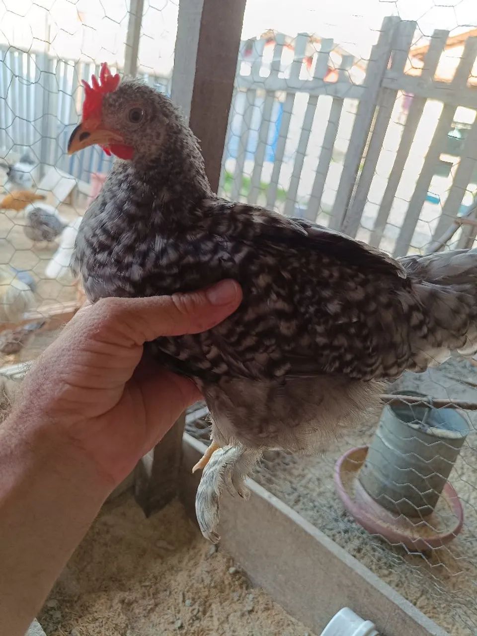 Frango garnise  - Foto 3