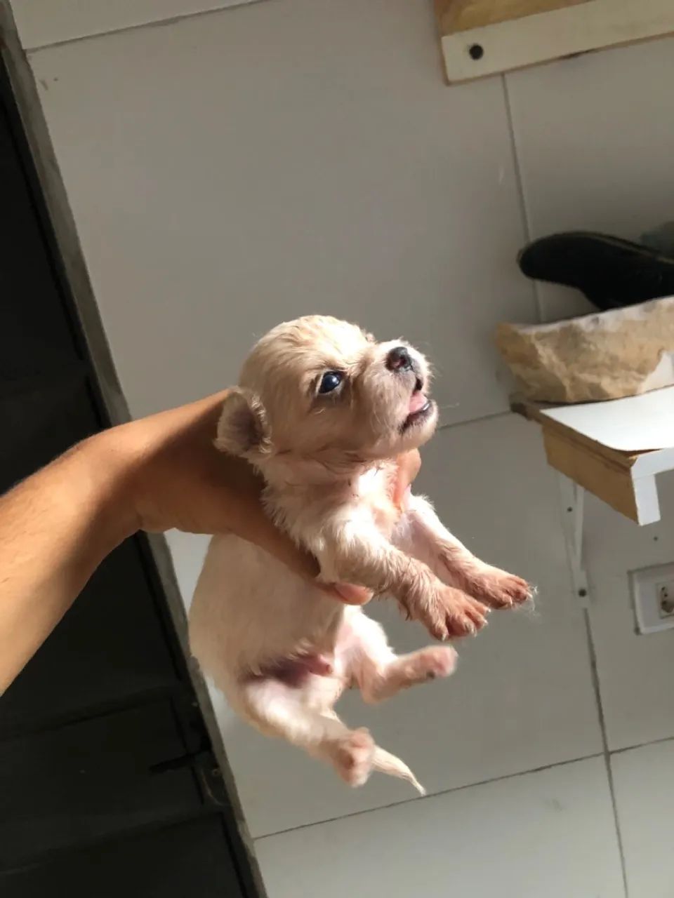Filhote de Shih tzu misturado  - Foto 3