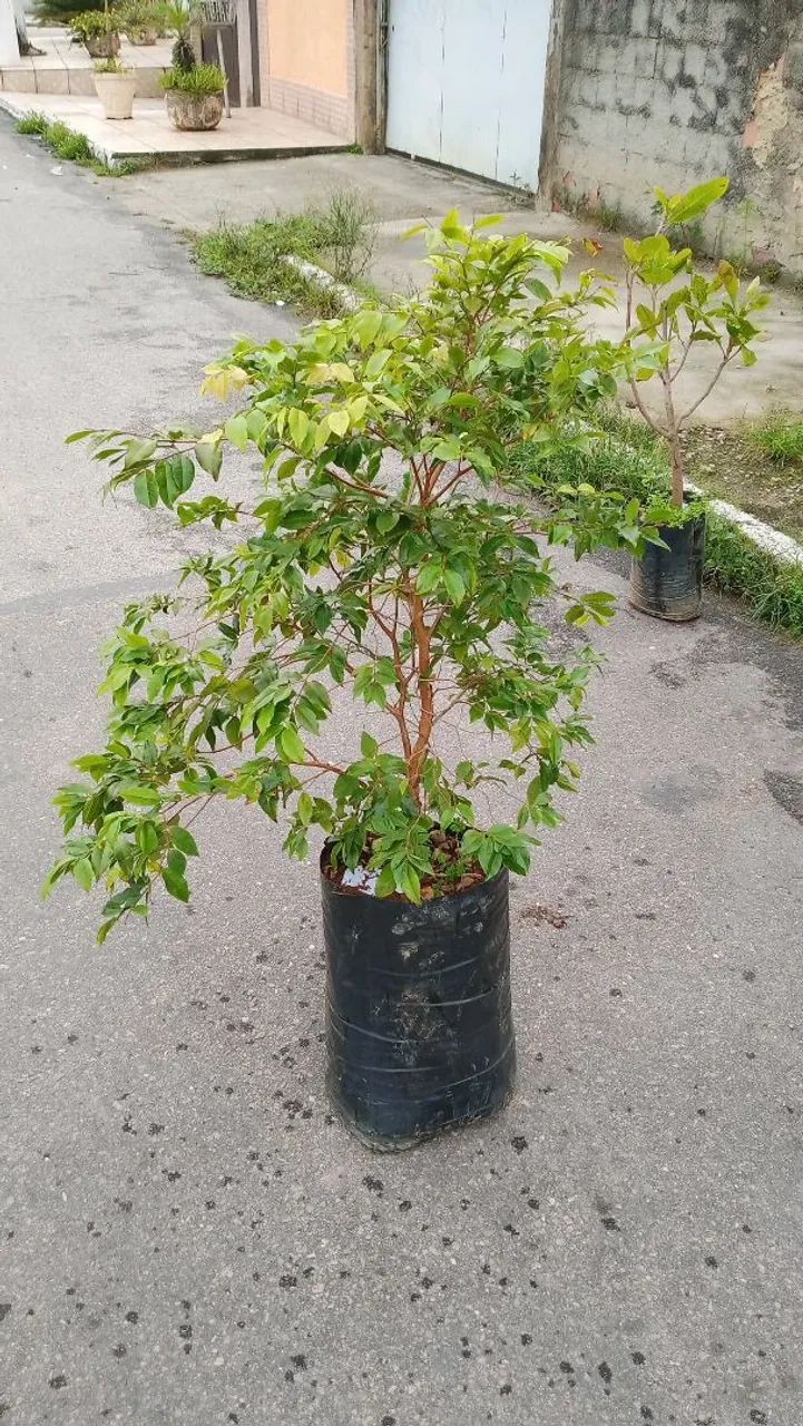 Muda De Jabuticaba Enxertada 